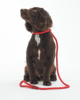 Barbour Reflective Slip Dog Lead - Red Thumbnail